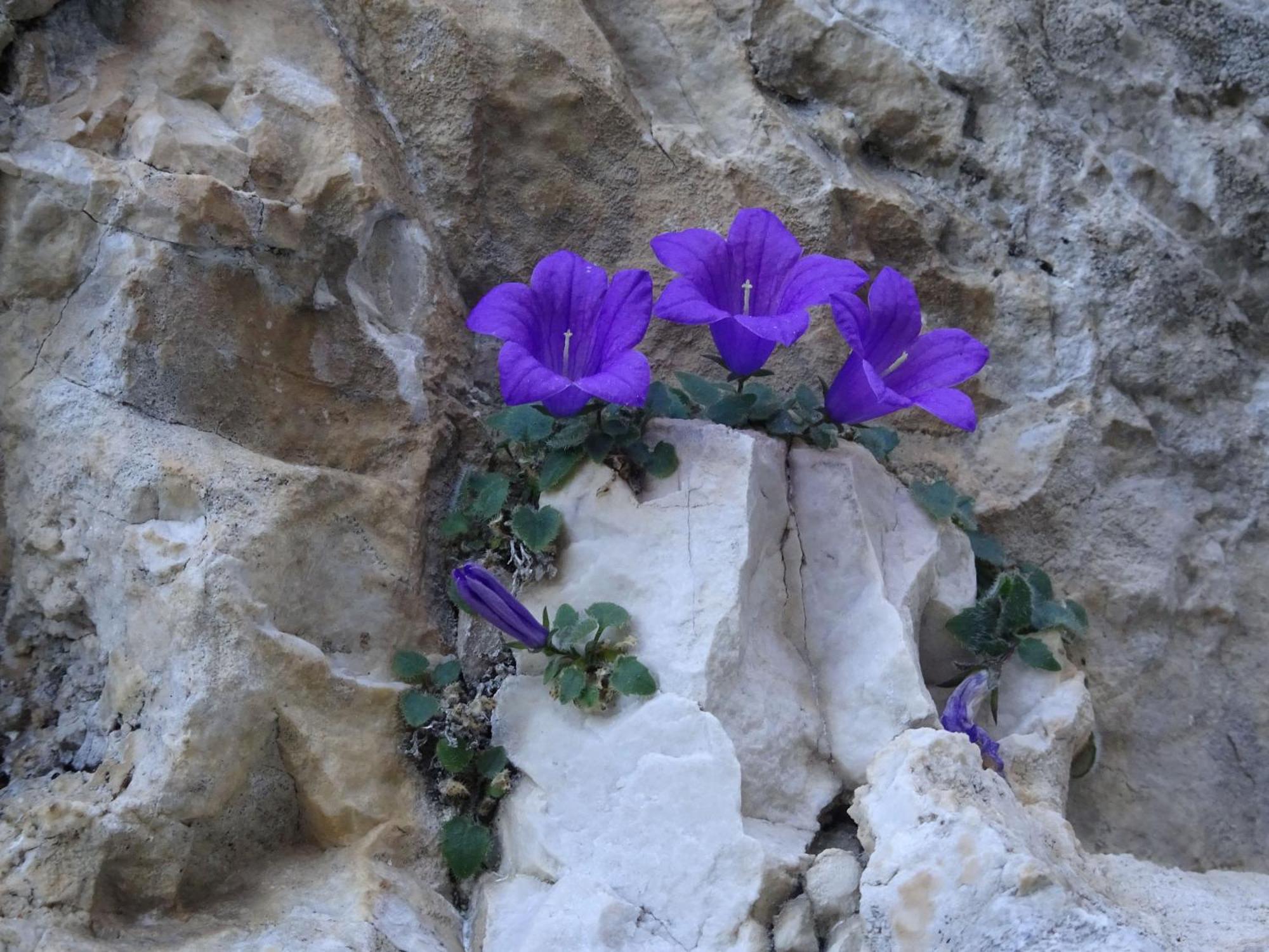 B&B Dolomia Sagron Mis Kültér fotó
