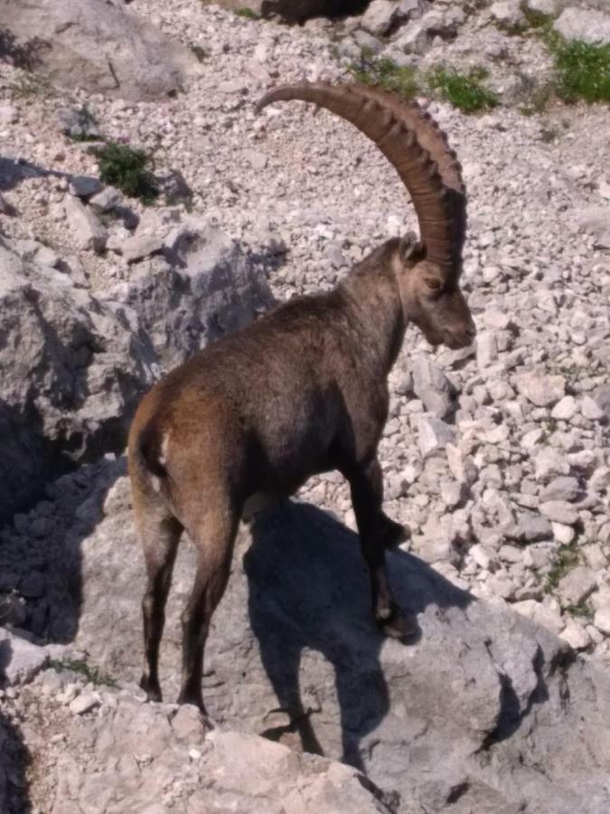 B&B Dolomia Sagron Mis Kültér fotó